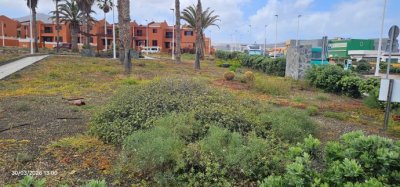 Abandono de los Jardines en el Agujero de Gáldar.