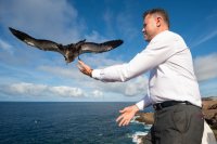 G&aacute;ldar: Una decena de pollos de pardela cenicienta vuelven al mar desde el Faro de Sardina