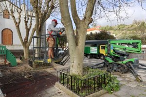 Valleseco realiza trabajos de cirug&iacute;a arb&oacute;rea en los &aacute;rboles de la plaza del pueblo
