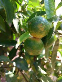 Art&iacute;culo sobre agricultura: 'Nos ha cogido la Mirella', por Ad&aacute;n Carrilero Matas