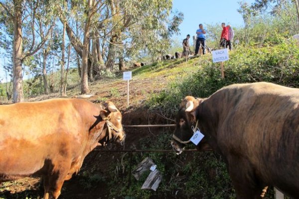 Gu&iacute;a: Abierto hasta el 17 de marzo el plazo de inscripci&oacute;n para la feria de ganado de las fiestas de San Jos&eacute; de Monta&ntilde;a Alta