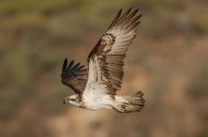 Transición Ecológica trabaja en medidas de protección y conservación del águila pescadora en Canarias