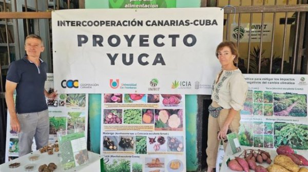 Canarias y Cuba desarrollan un proyecto de investigación de la yuca como alimento para el ganado en el archipiélago