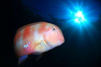 G&aacute;ldar: Arturo Telle y Pedro Jos&eacute; Almeida ganadores del Open Fotosub de Sardina