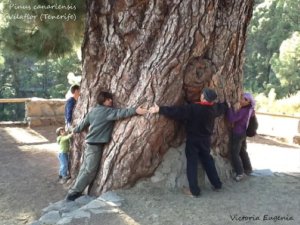 Art&iacute;culo de Opini&oacute;n: 'Pino Gordo', por Juan Carlos C&aacute;rdenes