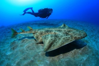 El aviso amarillo por fen&oacute;menos costeros obliga a aplazar el FotoSub Sardina, que se celebrar&aacute; el 2 y 3 de diciembre