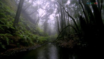 La Gomera cumple 10 a&ntilde;os como Reserva de la Biosfera y ser&aacute; sede del Comit&eacute; Espa&ntilde;ol del programa MaB