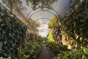 Puerto de La Cruz acoge “Puerto de La Cruz, primera ciudad botánica del mundo”