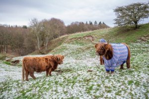 Vacas en jerséis – El brillo de Escocia en invierno (Vídeo)