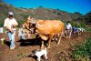 Valleseco: Agricultura en estado puro: Madrelagua vuelve a premiar la mejor papa de Gran Canaria