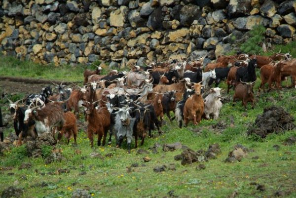 Cerca de mil ganaderías afectadas por el incremento de los insumos acceden a la ayuda de 8,5 millones del Gobierno