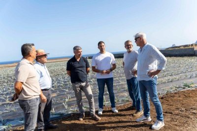 El Gobierno de Canarias entrega 45.822 plantas de piña a agricultores de El Hierro