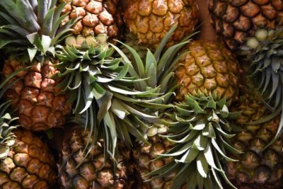 Un experto internacional en pi&ntilde;a tropical visita explotaciones de esta fruta en El Hierro de la mano del ICIA