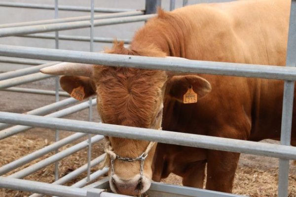 El Gobierno canario amplía y agiliza la emisión telemática de las guías sanitarias para el movimiento de animales