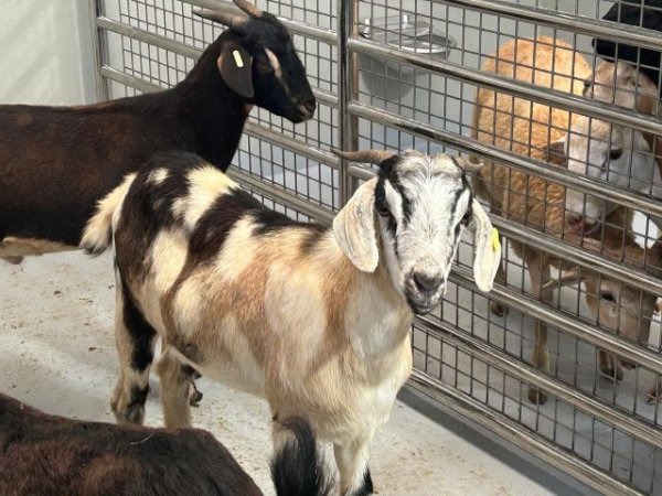 El Gobierno de Canarias concede 2,67 M € en ayudas POSEI al fomento del consumo de carne de origen local