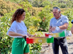 La Gomera: Cabildo y GMR apuestan por la comercialización del mango gomero y presentan su nuevo empaquetado