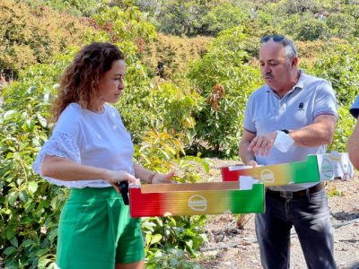 La Gomera: Cabildo y GMR apuestan por la comercializaci&oacute;n del mango gomero y presentan su nuevo empaquetado