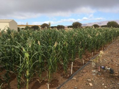 Un proyecto liderado por Canarias investiga el uso de carb&oacute;n vegetal para mejorar suelos agr&iacute;colas degradados