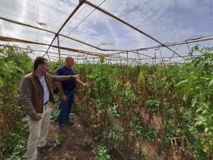 El Gobierno canario continúa con las valoraciones en las fincas de tomate afectadas por el hongo mildiu