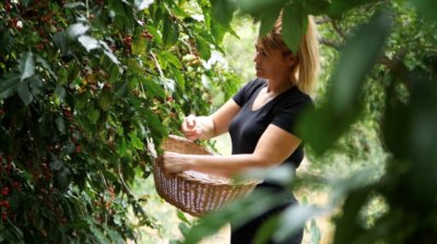 Agaete: ‘Café de Mujer’, la fórmula que devuelve el protagonismo a las mujeres en el café del Valle