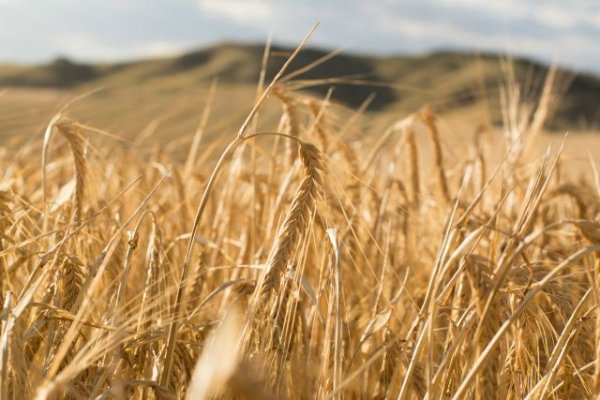 UPA: Por un precio justo para los cereales