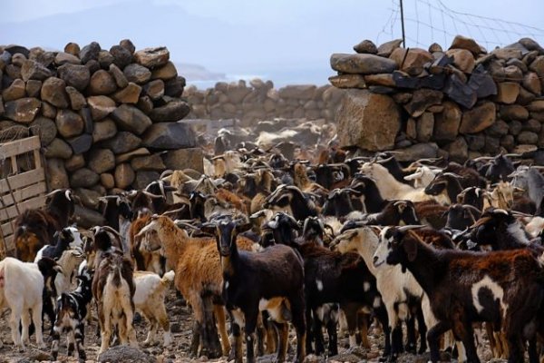 El Gobierno canario contribuye al fomento y protección de las razas autóctonas