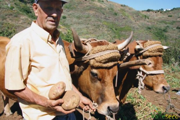 Vuelve a Madrelagua el concurso de papas más grandes y hermosas papas del país