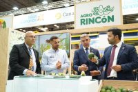 Canarias triplic&oacute; los env&iacute;os de aguacate al mercado peninsular y extranjero en 2024