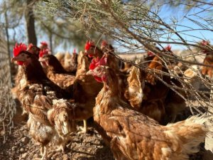 El Gobierno de Canarias convoca subvenciones del POSEI a la producción local de huevos de gallina