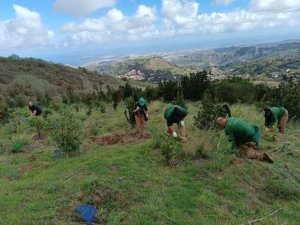 El Cabildo de Gran Canaria y Foresta avanzan en la mejora de nuestro medio ambiente, con acciones en más de 13 hectáreas de la isla