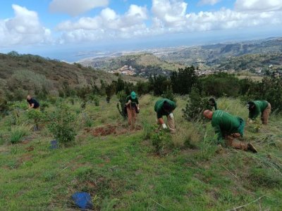 El Cabildo de Gran Canaria y Foresta avanzan en la mejora de nuestro medio ambiente, con acciones en m&aacute;s de 13 hect&aacute;reas de la isla