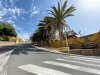 El Ayuntamiento de Gu&iacute;a encarga un estudio sobre el estado de las palmeras del municipio