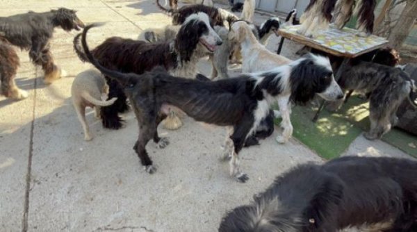 La Policía Canaria interviene un criadero ilegal en Tenerife y rescata a 54 perros y 11 gatos