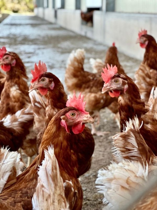 El Ministerio amplía el confinamiento de aves a todas las granjas del territorio español
