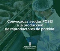 El Gobierno de Canarias convoca ayudas POSEI a la producción de reproductoras de porcino