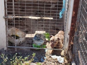 La Polic&iacute;a Auton&oacute;mica investiga un presunto caso de maltrato animal en el sur de Tenerife