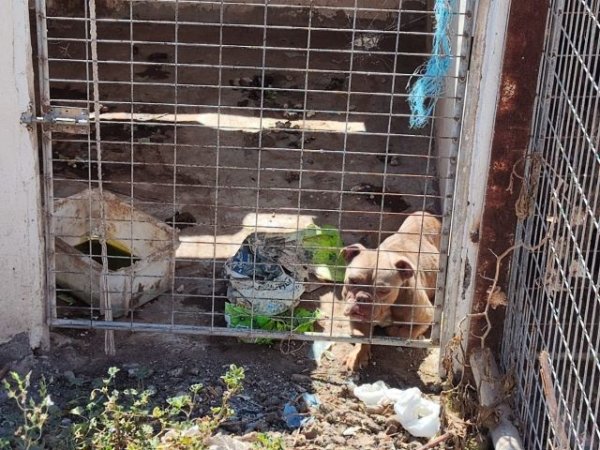 La Policía Autonómica investiga un presunto caso de maltrato animal en el sur de Tenerife