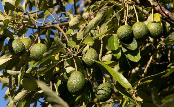 El Gobierno regional lleva a Bruselas la inscripción del aguacate de Canarias como IGP