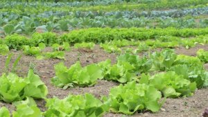 Canarias convoca ayudas para la agricultura ecológica