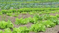 Canarias convoca ayudas para la agricultura ecol&oacute;gica