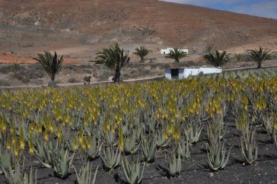 El Gobierno de Canarias convoca ayudas para la producci&oacute;n de aloe vera y olivo