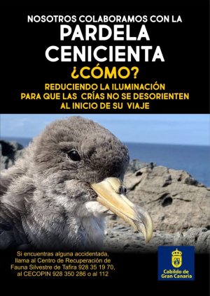 La Aldea de San Nicolás se une a la campaña de sensibilización de la Pardela Cenicienta