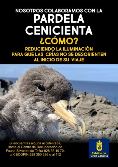 La Aldea de San Nicol&aacute;s se une a la campa&ntilde;a de sensibilizaci&oacute;n de la Pardela Cenicienta