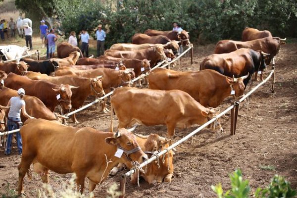 Valleseco: Feria de Ganado por Santa Rosa de Lima en el pago de Lanzarote