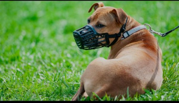 El Ayuntamiento de Arucas sanciona con 9000 euros y ordena la incautación de dos perros potencialmente peligrosos