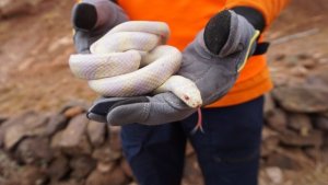 #StopCulebraReal activa el per&iacute;odo de emergencia con el refuerzo de 32 operarios