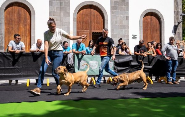 Valleseco: La plaza de San Vicente Ferrer acogió los mejores ejemplares de presas canarios