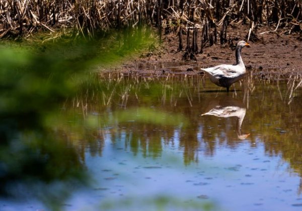 Vuelve el agua a la charca de La Laguna de Valleseco