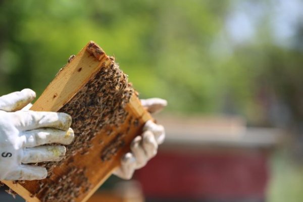 La Gomera: El Cabildo apuesta por la formación en el sector primario con un curso sobre apicultura