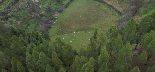 El Ayuntamiento de Gáldar invita a descubrir la huella de los pastores trashumantes